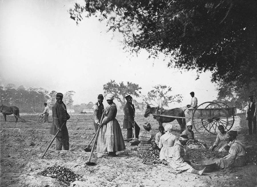 Plantation Slaves