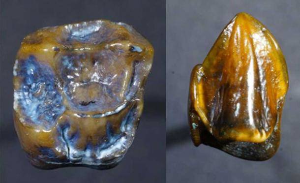 Fossilized Teeth