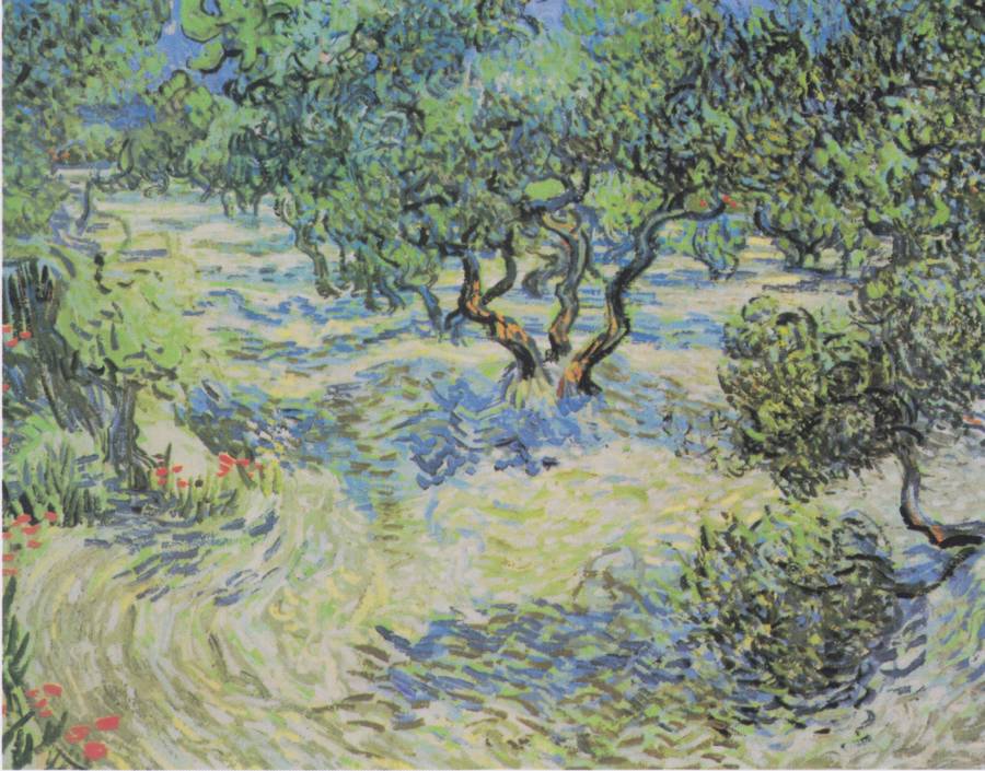 Vang Gogh Olive Orchard