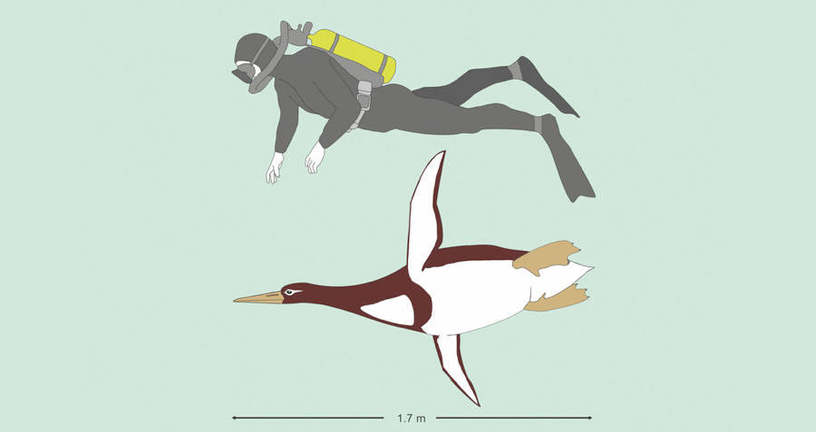 Giant Penguin