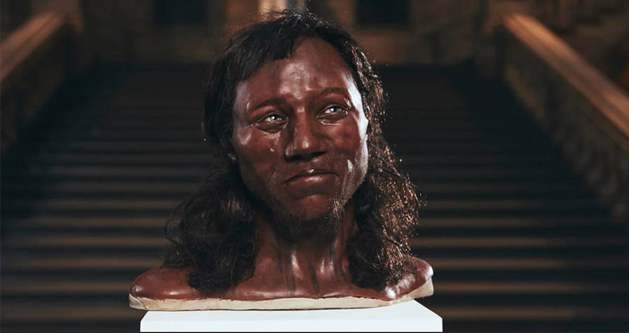 Bust Of Cheddar Man