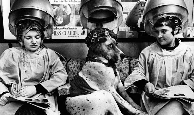 women-dogs-hair-salon-1.jpg